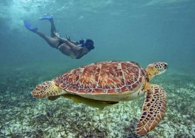 Tulum – Turtles – Cenotes