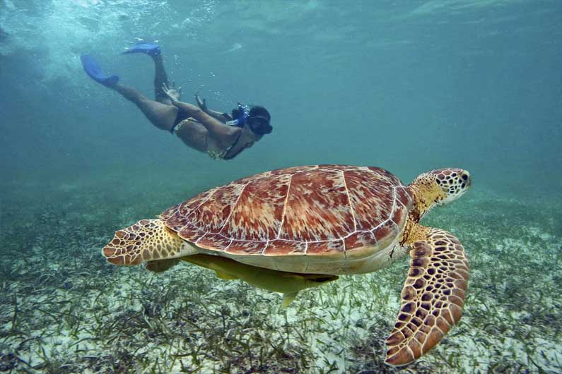 Tulum – Turtles – Cenotes